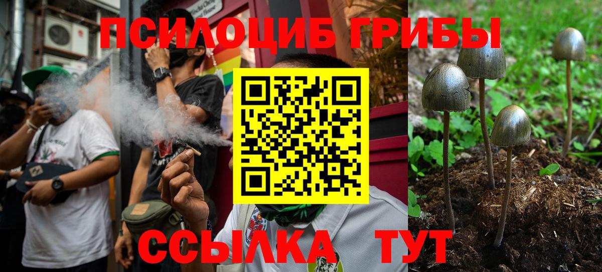 Псилоцибиновые грибы Psilocybine cubensis Всеволожск